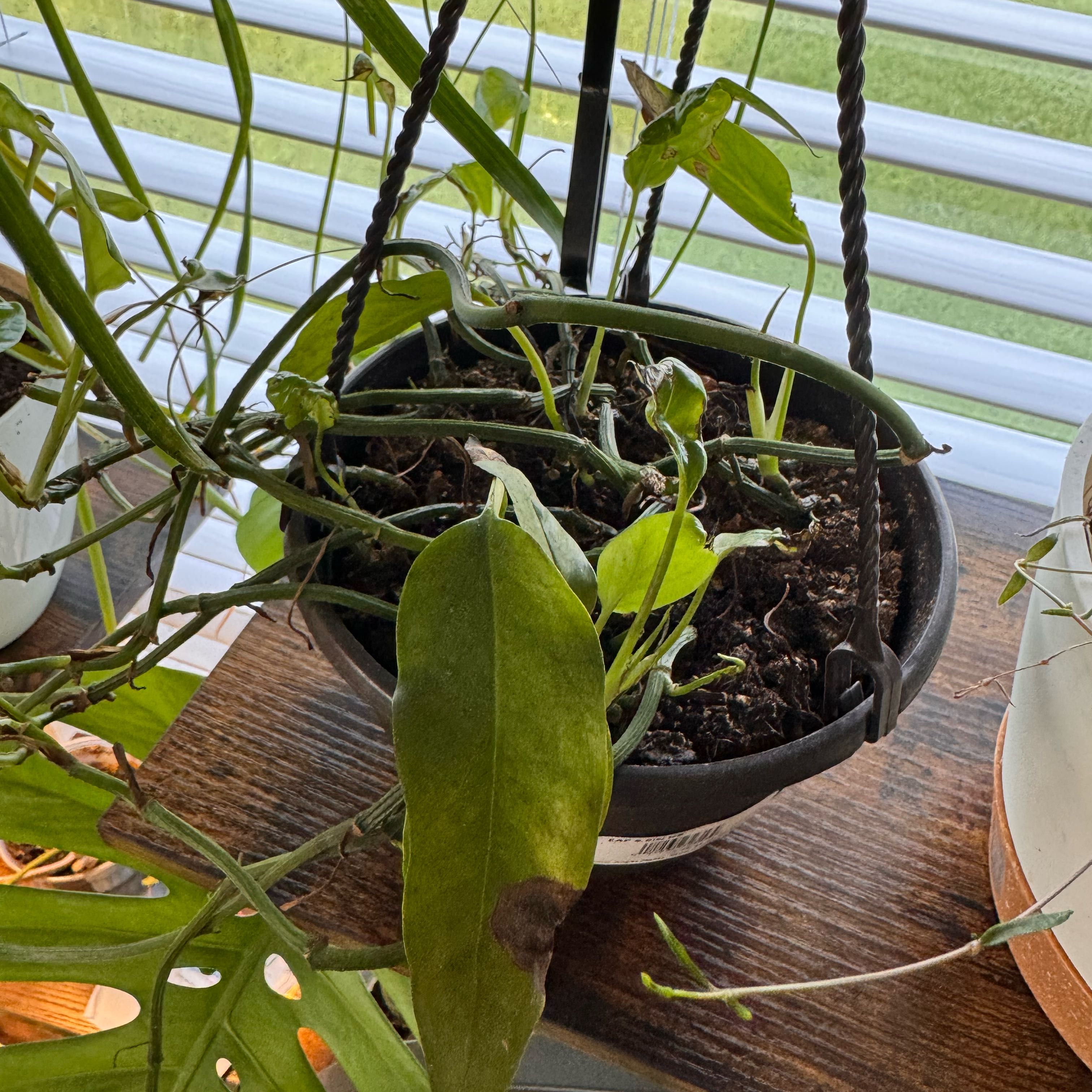Photo of the plant species Skeleton Key Pothos by @FirstWorm10 named Skeleton Key on Greg, the plant care app