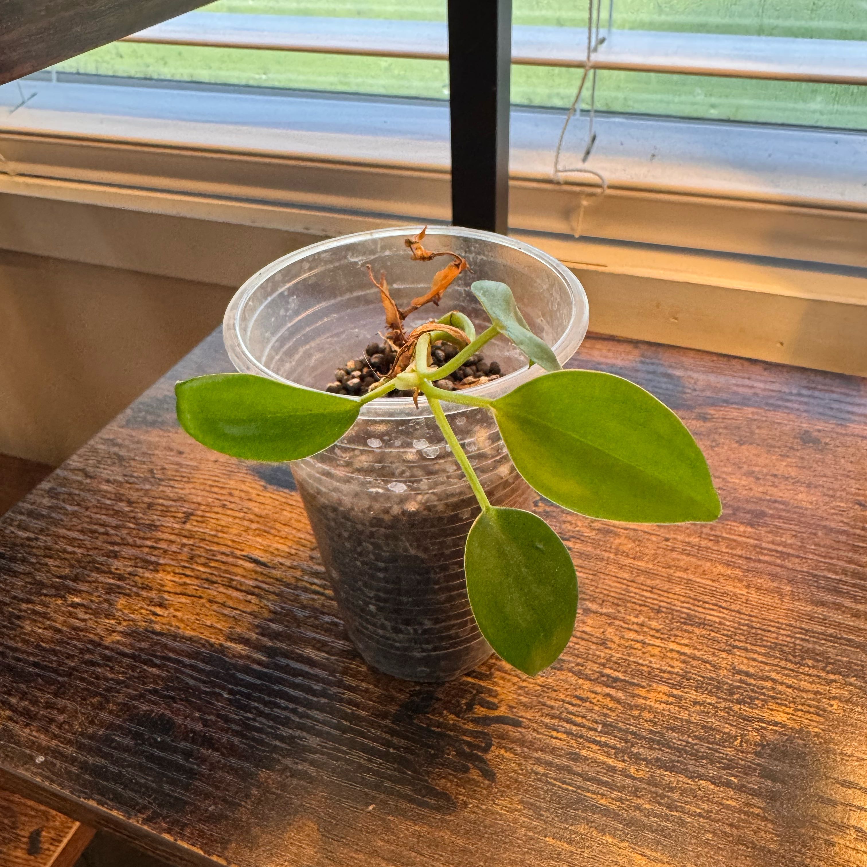 Photo of the plant species Pothos by @FirstWorm10 named Unknown on Greg, the plant care app