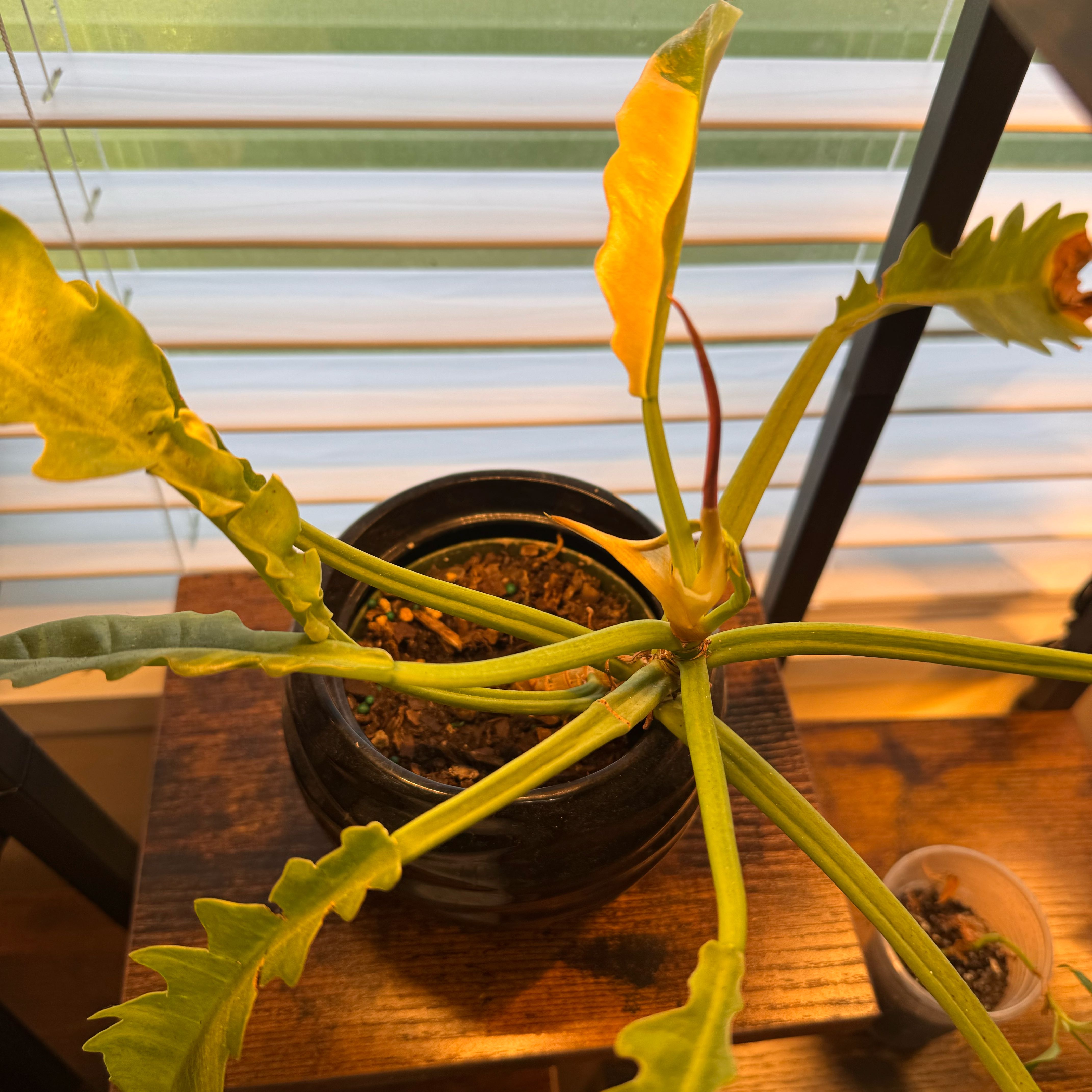 Photo of the plant species Philodendron 'Ring of Fire' by @FirstWorm10 named Ring of Fire on Greg, the plant care app