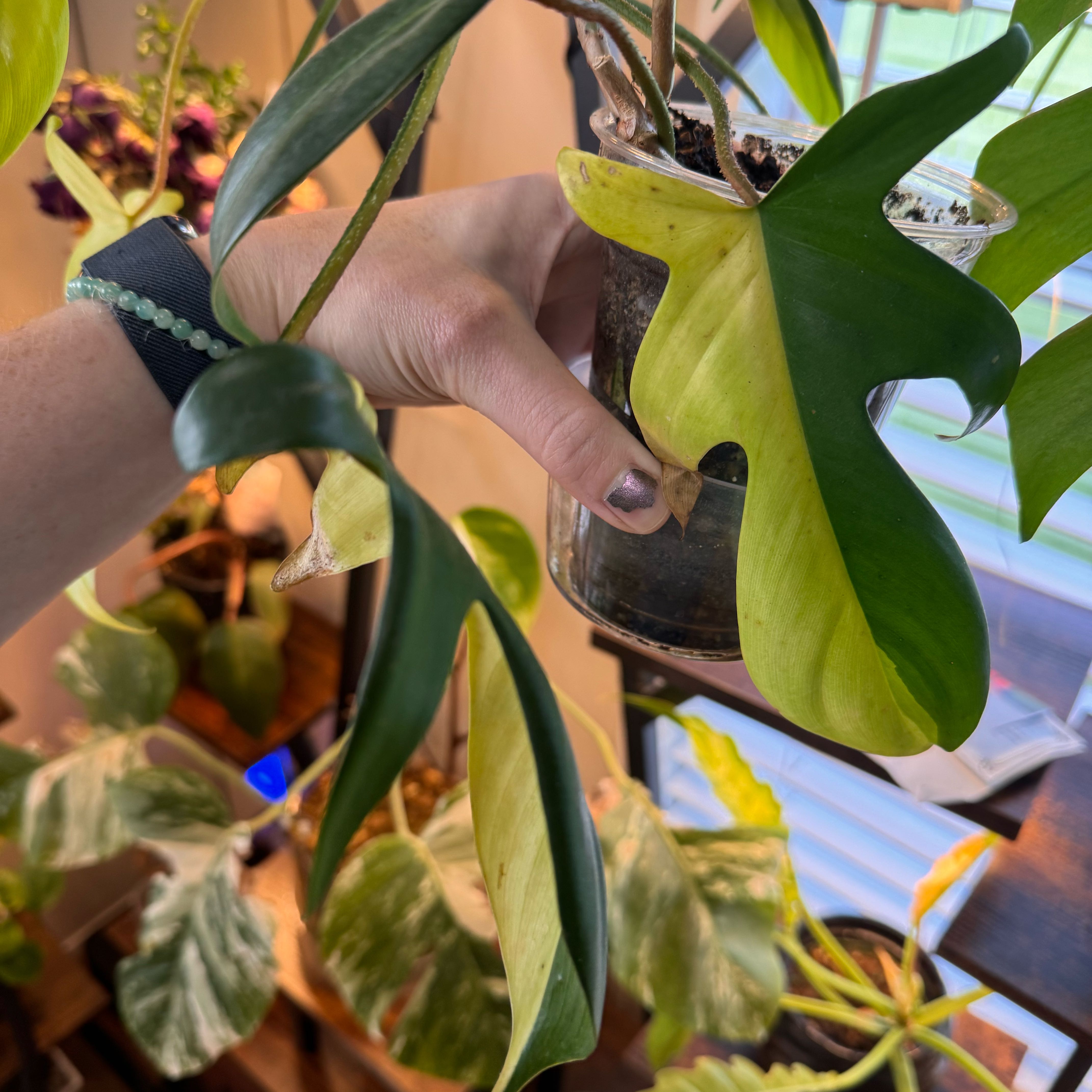 Photo of the plant species Philodendron 'Florida Beauty' by @FirstWorm10 named Half moon Florida Beauty on Greg, the plant care app