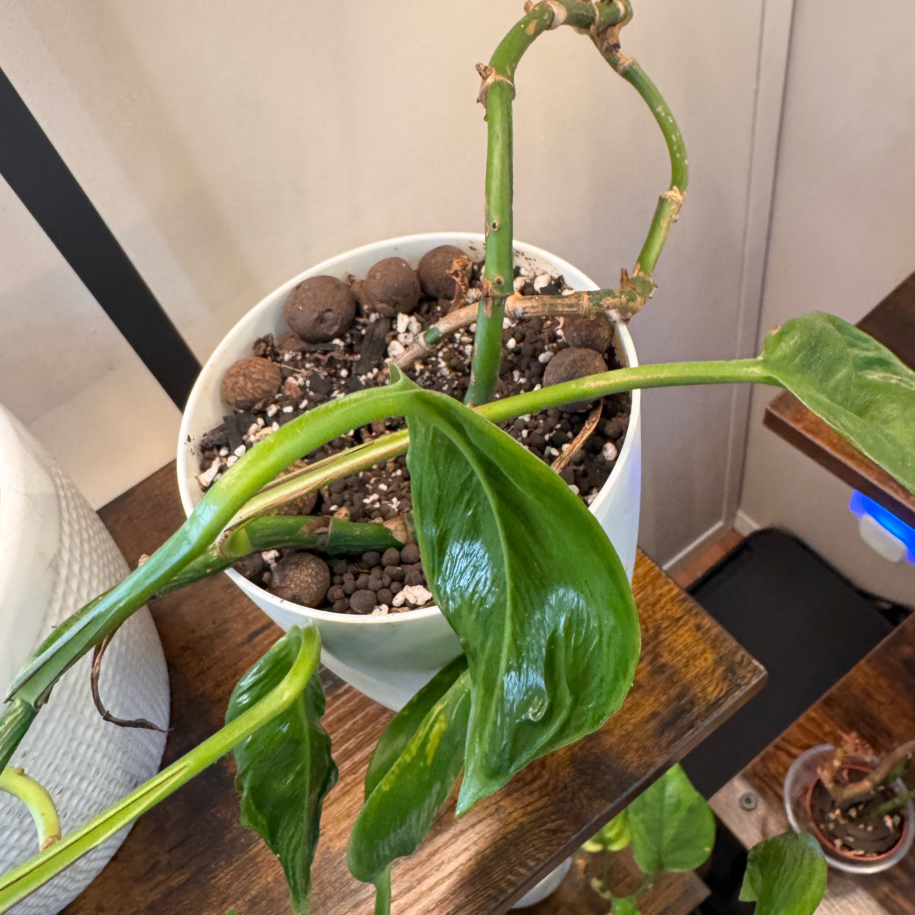 Photo of the plant species Pothos 'Shangri La' by @FirstWorm10 named Variegated Shangri La on Greg, the plant care app