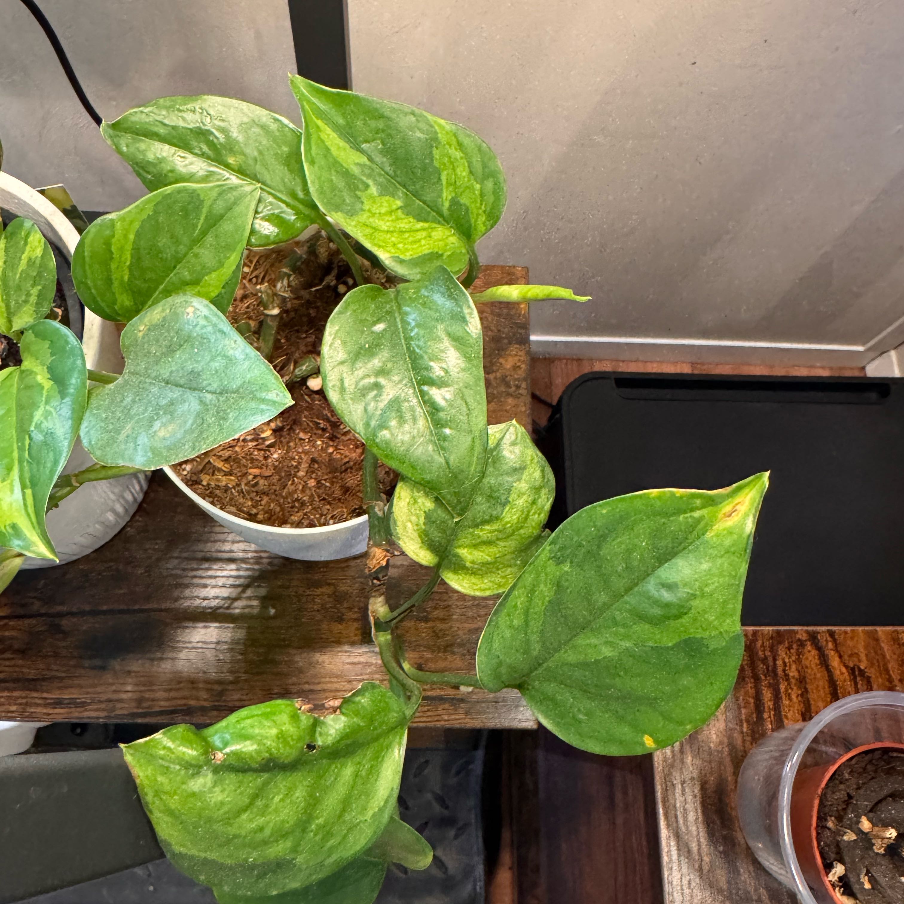 Photo of the plant species Lemon Meringue Pothos by @FirstWorm10 named Original Lemon Meringue on Greg, the plant care app