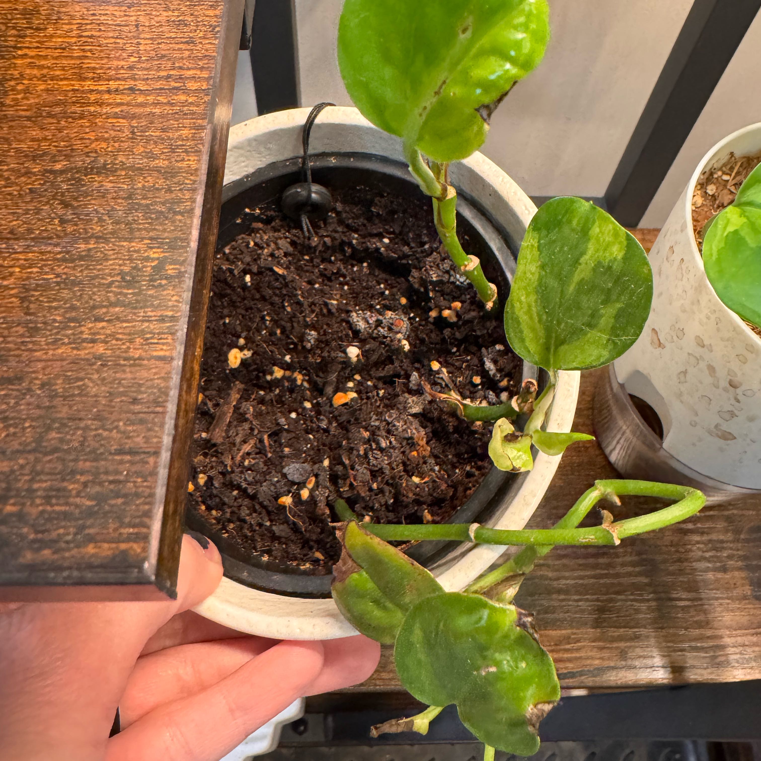 Photo of the plant species Lemon Meringue Pothos by @FirstWorm10 named Lemon Meringue on Greg, the plant care app