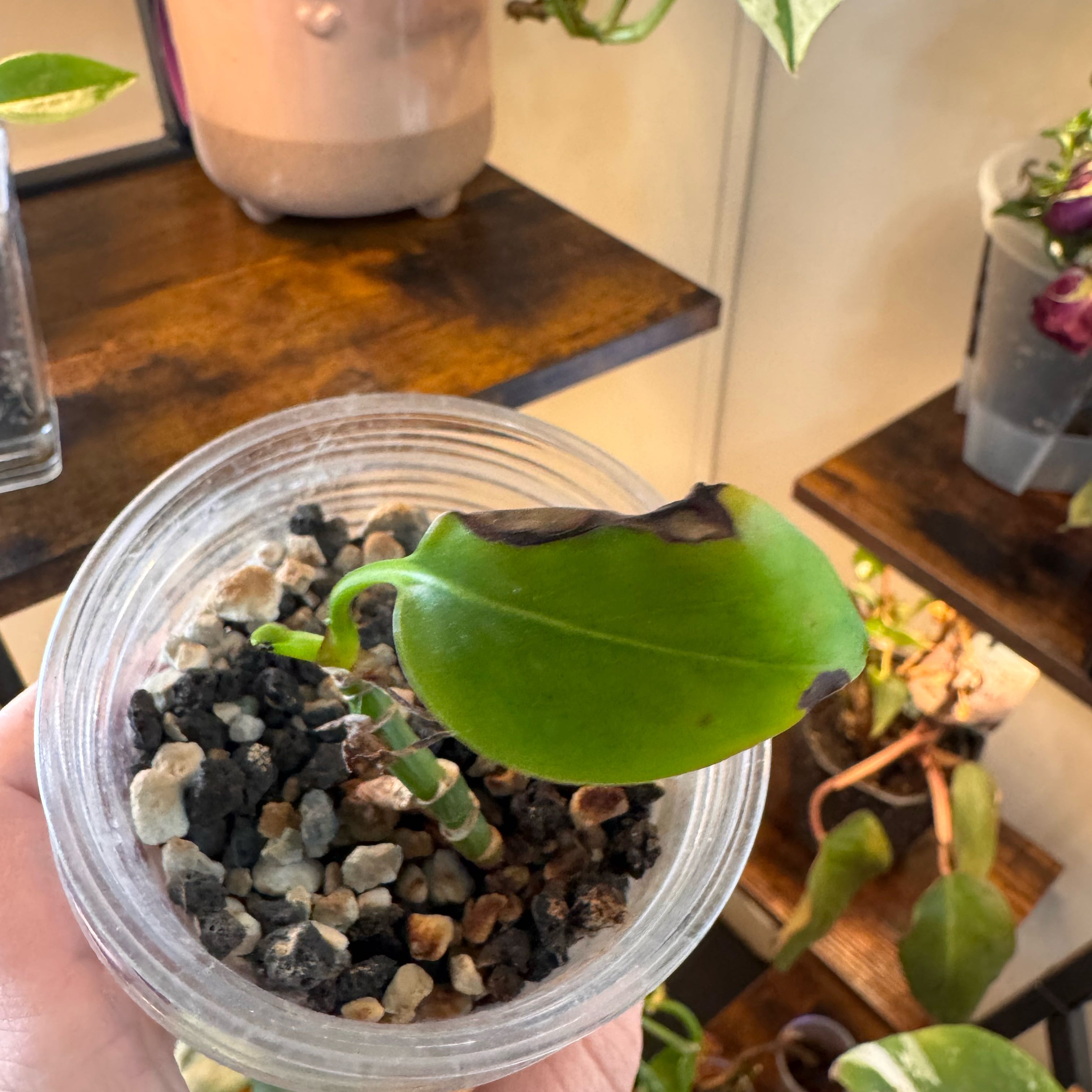 Photo of the plant species Pothos by @FirstWorm10 named Elle on Greg, the plant care app