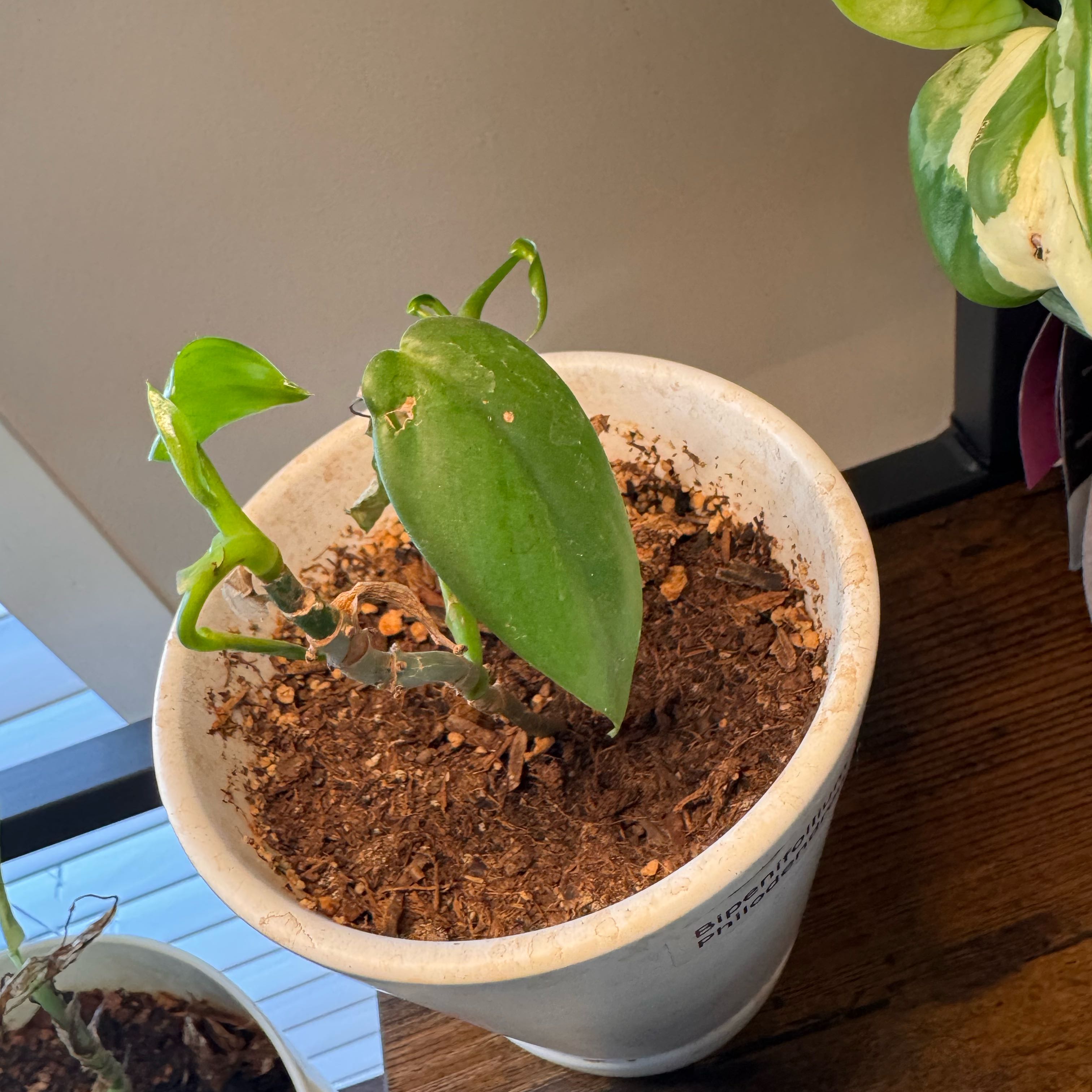 Photo of the plant species Philodendron Bipennifolium by @FirstWorm10 named Nithin on Greg, the plant care app