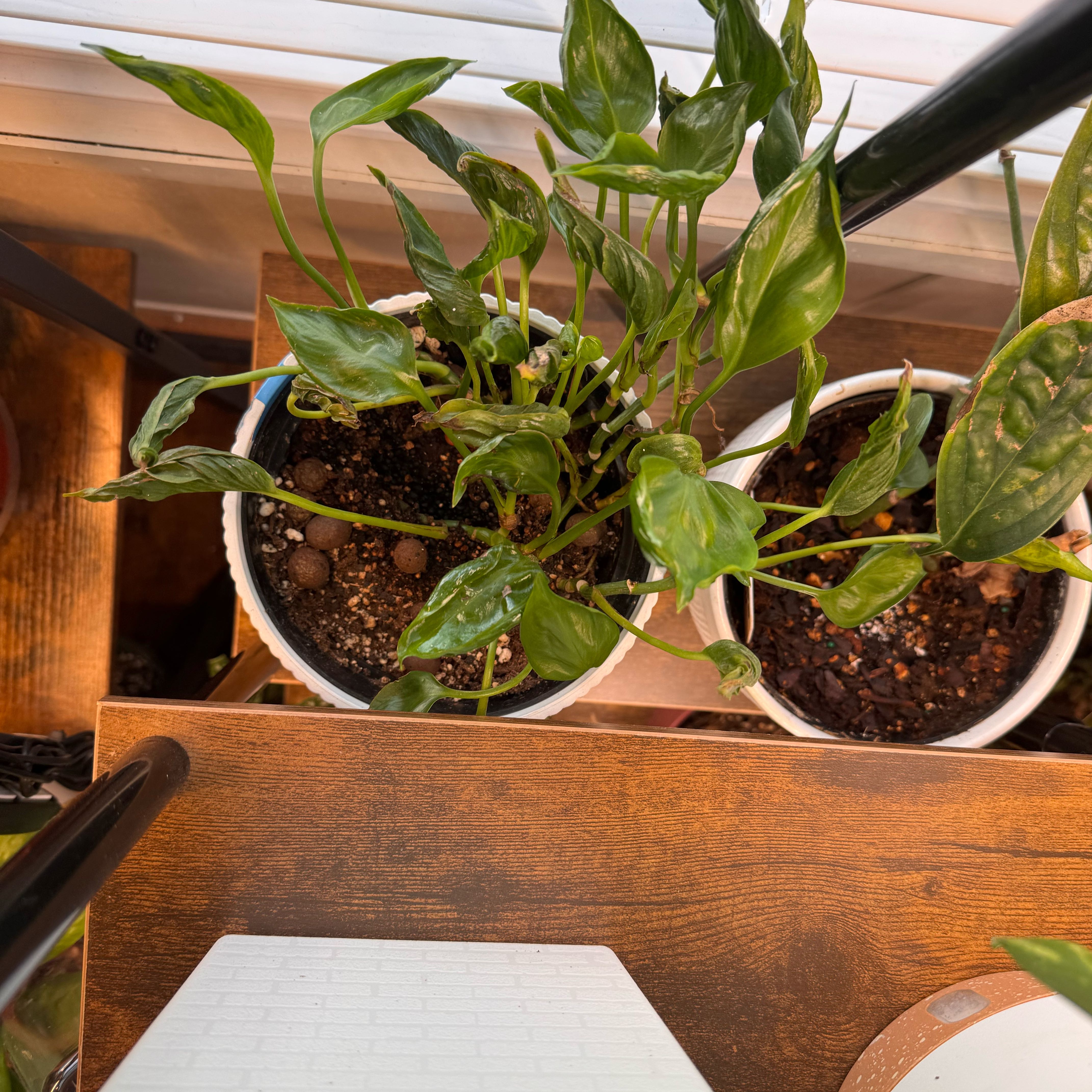 Photo of the plant species Pothos 'Shangri La' by @FirstWorm10 named Shangri La on Greg, the plant care app