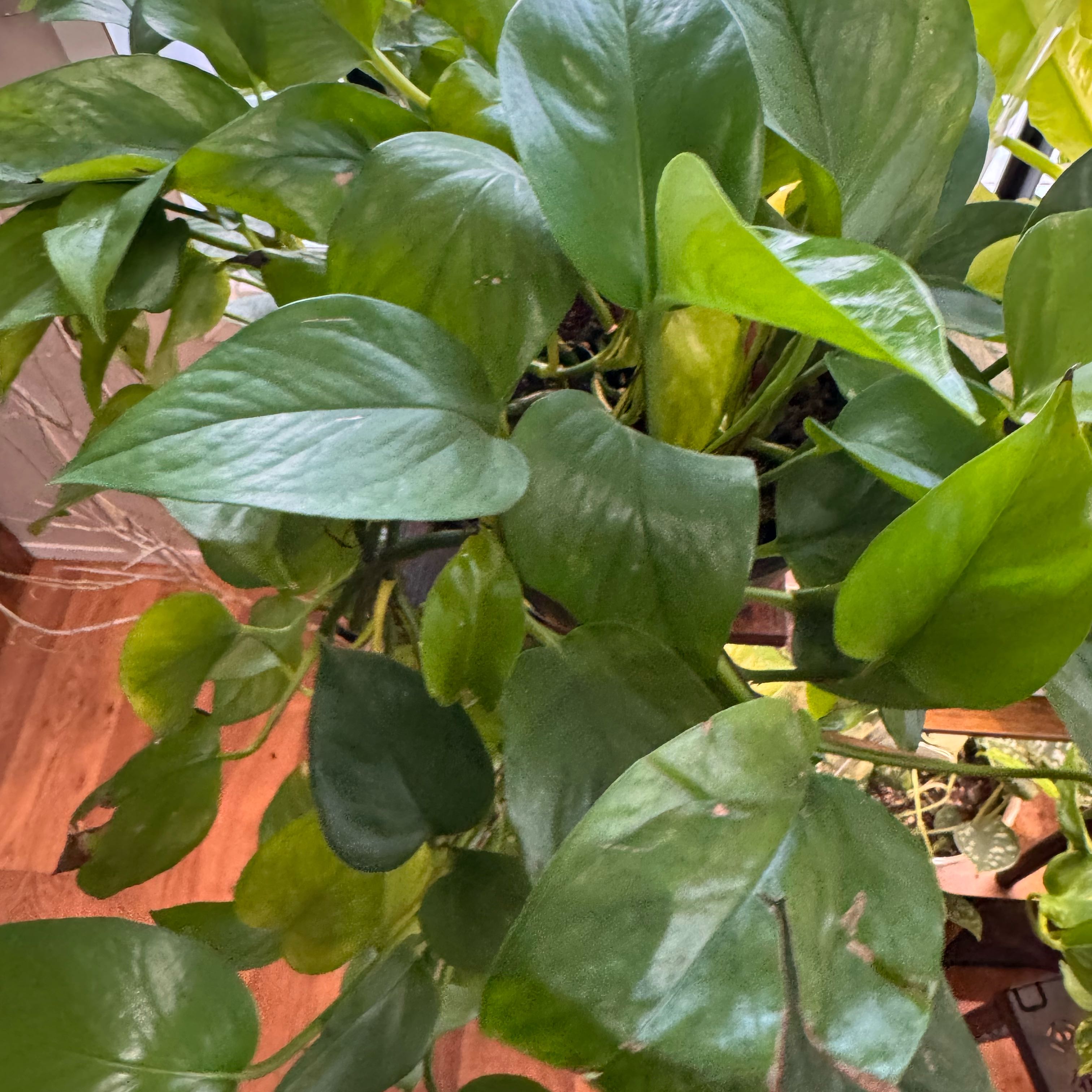 Photo of the plant species Fernando’s Fire Pothos by @FirstWorm10 named Fernando’s Fire on Greg, the plant care app