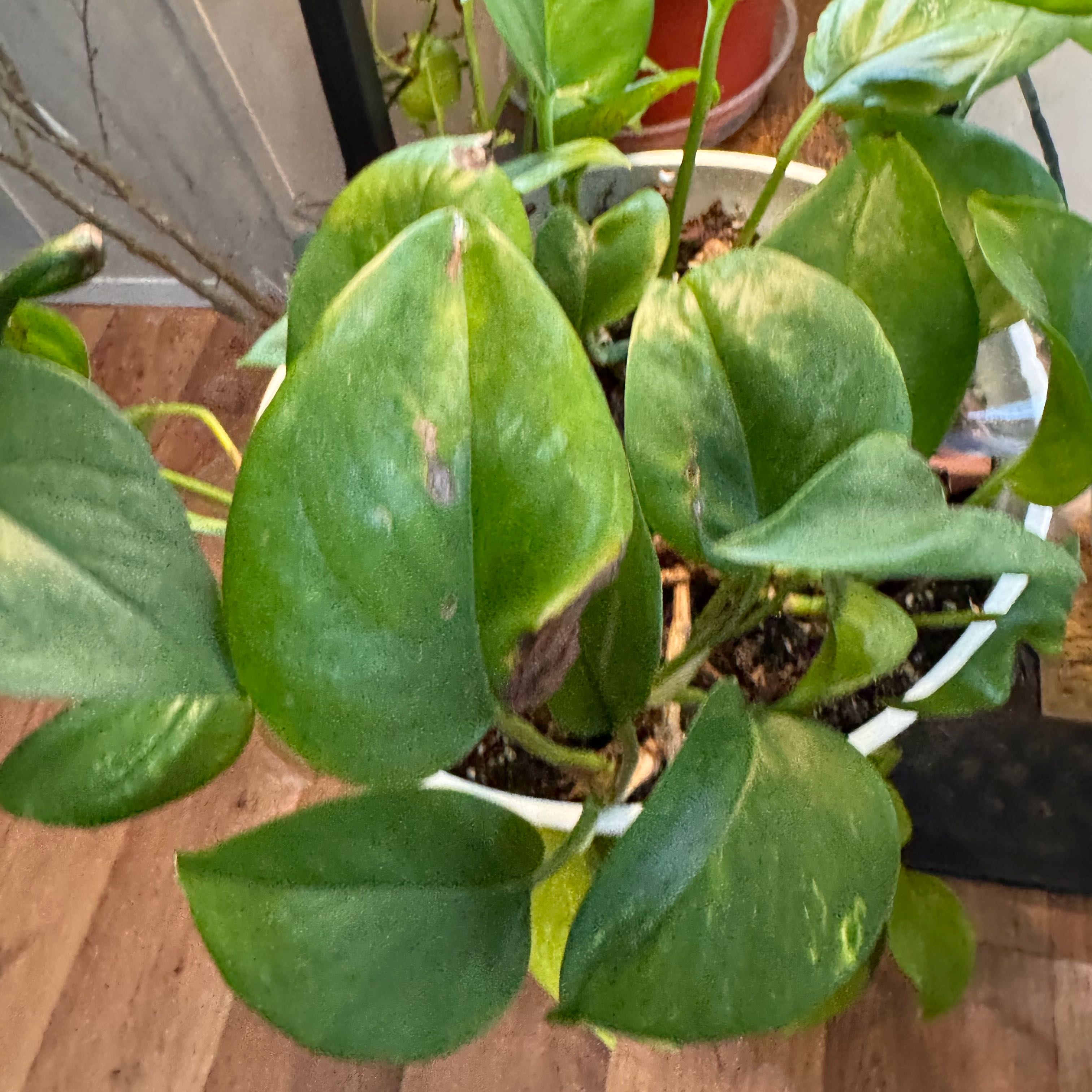 Photo of the plant species Jessenia Pothos by @FirstWorm10 named Jessenia on Greg, the plant care app