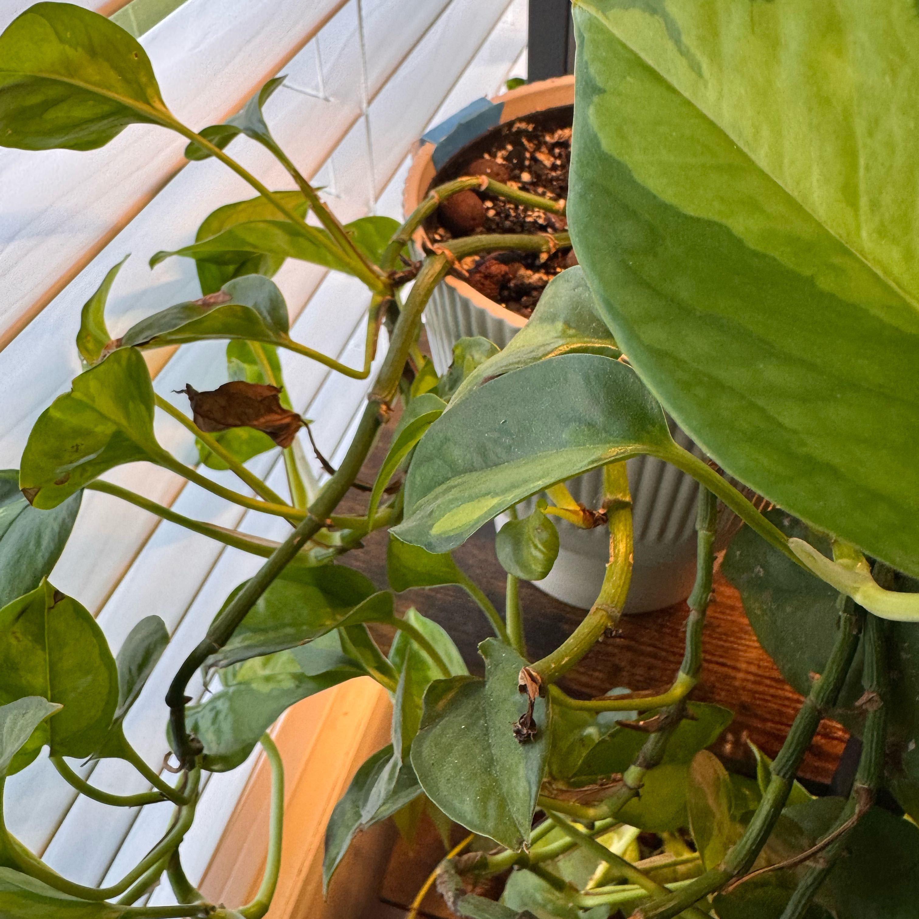 Photo of the plant species Global Green Pothos by @FirstWorm10 named Global Green on Greg, the plant care app