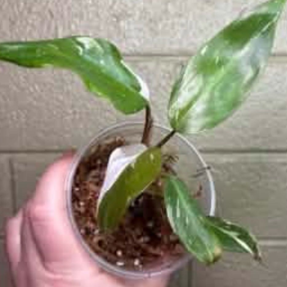 Photo of the plant species Philodendron Red Anderson by @FirstWorm10 named Red Anderson on Greg, the plant care app