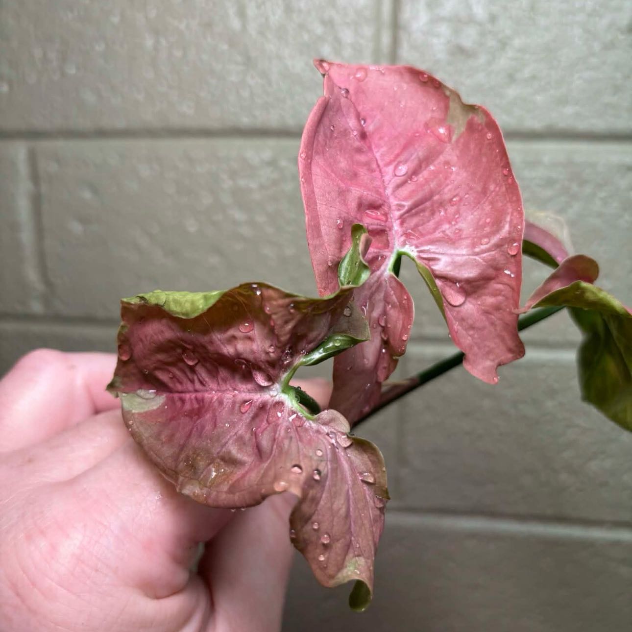 Photo of the plant species Syngonium by @FirstWorm10 named Terra on Greg, the plant care app