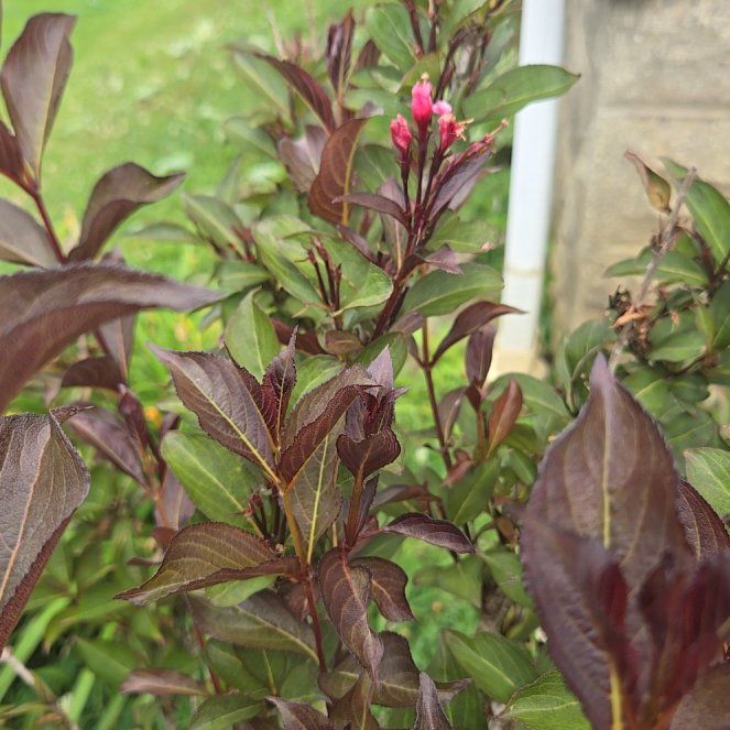 Photo of the plant species Cherry Plum by @GemMorombe73 named Winston on Greg, the plant care app