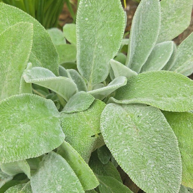 Photo of the plant species Lamb's Ear by @GemMorombe73 named Surya on Greg, the plant care app