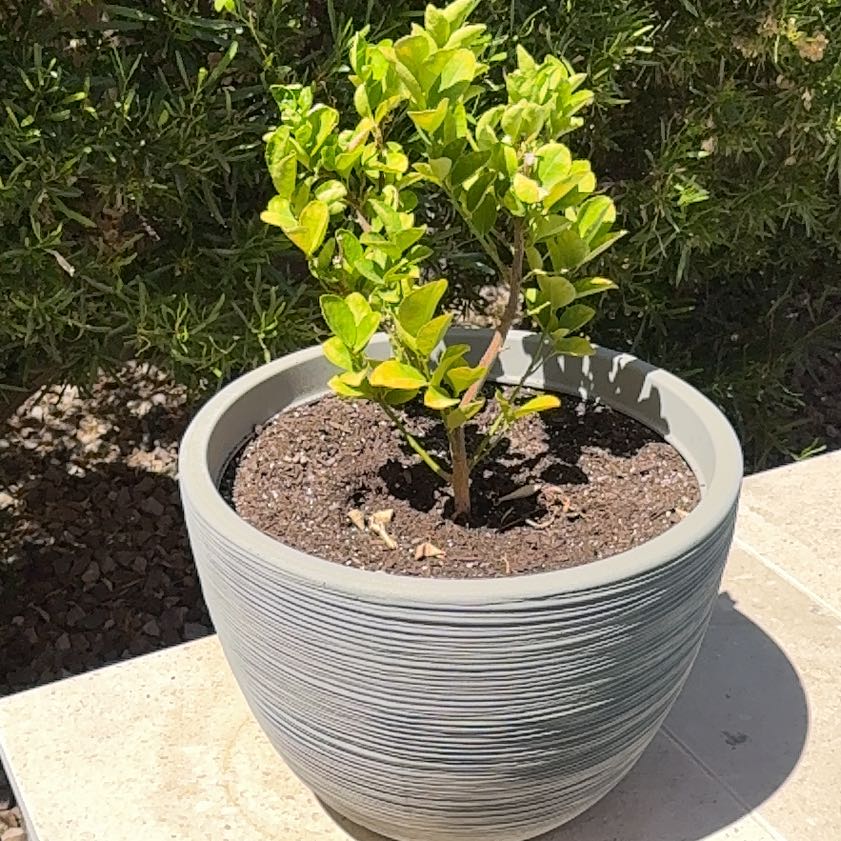 Photo of the plant species Lime Tree by @LucentBlackpea8 named Hamilton on Greg, the plant care app
