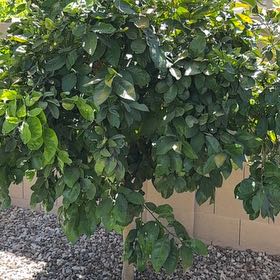 Photo of the plant species pomelo by @LucentBlackpea8 named Bieber on Greg, the plant care app