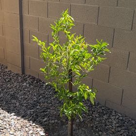 Photo of the plant species Citrus Reticulata by @LucentBlackpea8 named Khaleesi on Greg, the plant care app