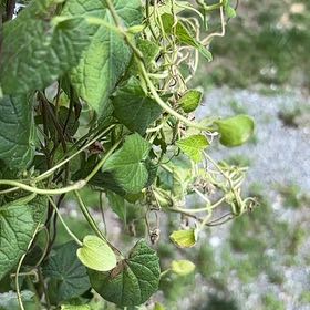 Photo of the plant species Blackeyed Susan Vine by @HotRedclaws48 named Morgan Treeman on Greg, the plant care app