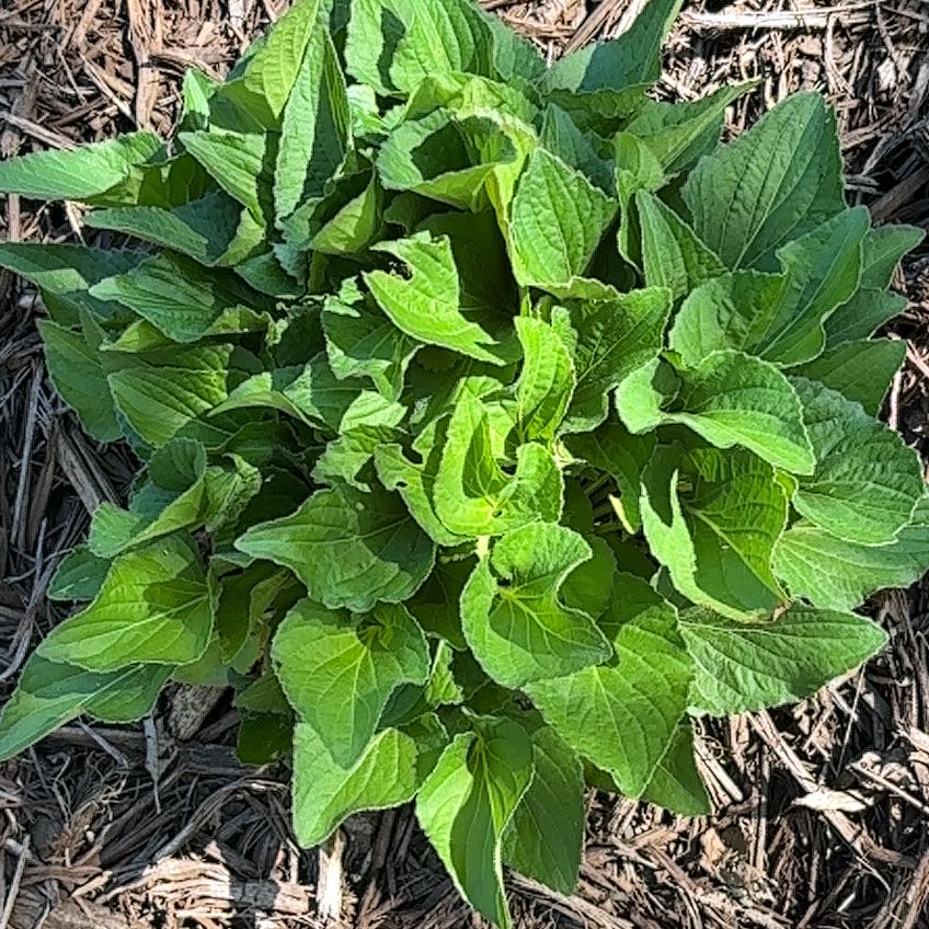 Photo of the plant species Hornbeam Copperleaf by @HotRedclaws48 named Clooney on Greg, the plant care app
