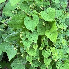 Photo of the plant species Morning Glory by @HotRedclaws48 named Gaga on Greg, the plant care app