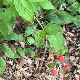 Photo of the plant species Rubus Allegheniensis by @HotRedclaws48 named Emerson on Greg, the plant care app