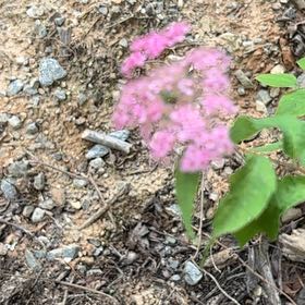 Photo of the plant species Rose Meadowsweet by @HotRedclaws48 named Kesha on Greg, the plant care app