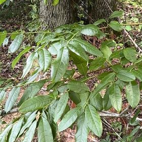 Photo of the plant species Cherry Laurel by @HotRedclaws48 named Khaleesi on Greg, the plant care app