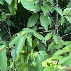 Photo of the plant species Amur Honeysuckle by @HotRedclaws48 named Pax on Greg, the plant care app