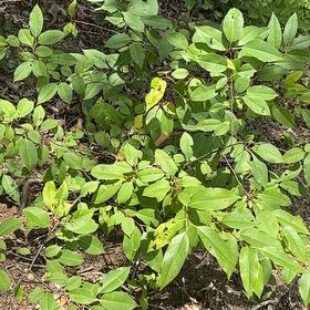 Photo of the plant species Black Cherry by @HotRedclaws48 named Homer on Greg, the plant care app