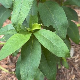 Photo of the plant species Peppermint Twist by @FullChayote17 named Dax on Greg, the plant care app
