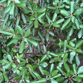 Photo of the plant species Japanese Cheesewood by @FullChayote17 named Clooney on Greg, the plant care app