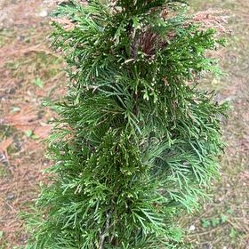 Photo of the plant species Arborvitae by @FullChayote17 named Xena on Greg, the plant care app