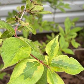Photo of the plant species Black Chokeberry by @FullChayote17 named Ulysses S Plant on Greg, the plant care app