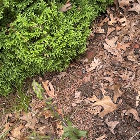 Photo of the plant species Horn Calcareous Moss by @FullChayote17 named Planty on Greg, the plant care app