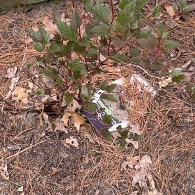 Photo of the plant species Eastern Ninebark by @FullChayote17 named Bieber on Greg, the plant care app