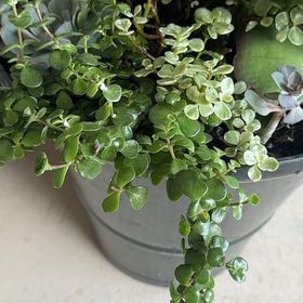 Photo of the plant species Woodland Stonecrop by @FabTozzia22 named LiloStitch on Greg, the plant care app