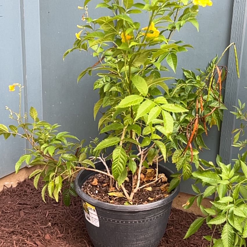 Photo of the plant species esperanza 'gold star' by @ExecTropical82 named Luna on Greg, the plant care app