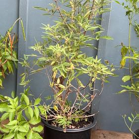 Photo of the plant species Chaste Tree by @ExecTropical82 named Marilyn on Greg, the plant care app
