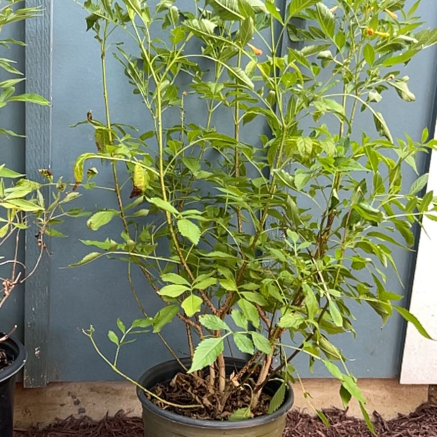 Photo of the plant species Yellow Trumpet by @ExecTropical82 named Kesha on Greg, the plant care app