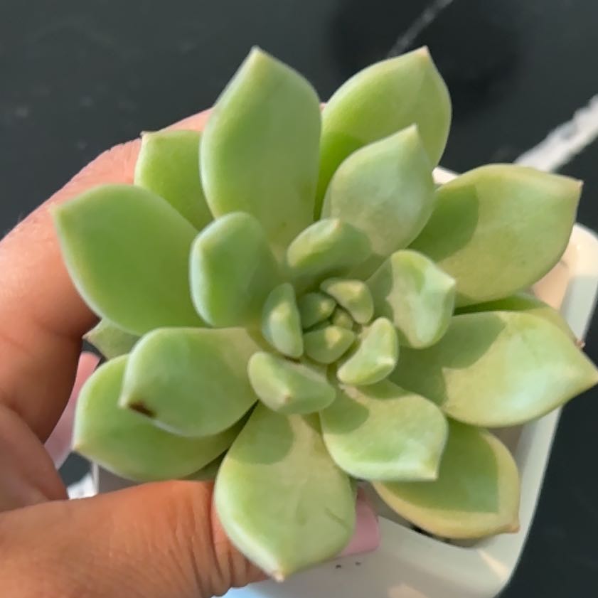 Photo of the plant species Pachyphytum 'Aquamarine' by @WarmAnahaw12 named Zeus on Greg, the plant care app