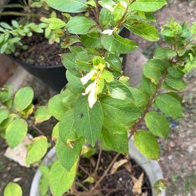 Photo of the plant species Japanese Honeysuckle by @FabViolet46 named Beckham on Greg, the plant care app