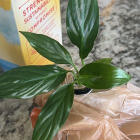 Photo of the plant species Elkhorn by @ImpishChamise52 named Kardashian on Greg, the plant care app