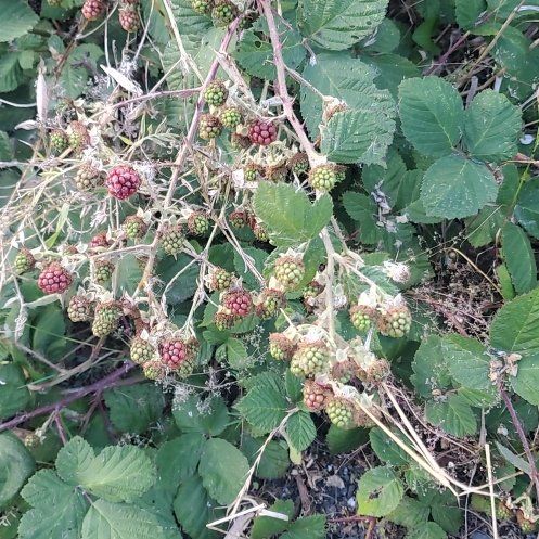 Photo of the plant species Armenian Blackberry by @AngelTagetes34 named Maya on Greg, the plant care app