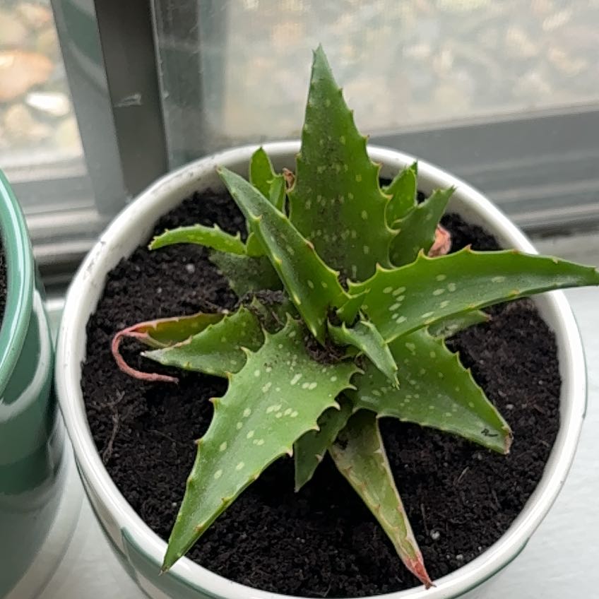 Photo of the plant species Aloe Night Sky by @KeySkypilot16 named Robby on Greg, the plant care app