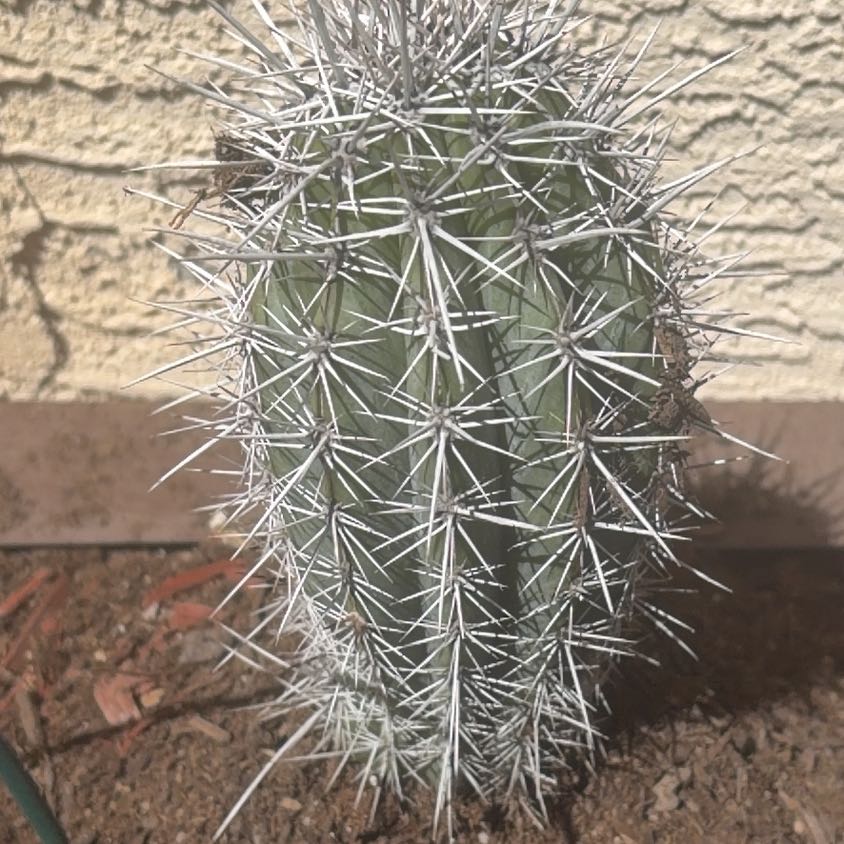 Photo of the plant species Mexican Giant Cactus by @SmileyLithop31 named Foxxy on Greg, the plant care app