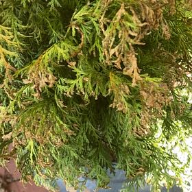 Photo of the plant species Arborvitae by @SuperTipa70 named Gregarious on Greg, the plant care app