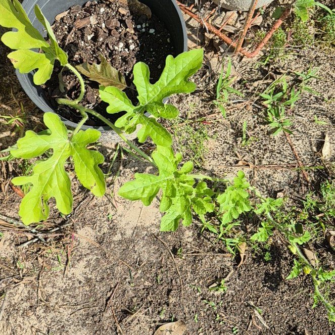Photo of the plant species Watermelon by @WinBogwillow56 named Austen on Greg, the plant care app