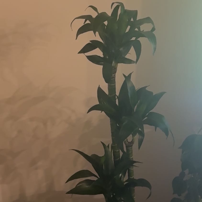 Photo of the plant species Dracaena 'Lisa' by @FunnyGollum40 named Wall-E on Greg, the plant care app