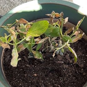 Photo of the plant species Panicle Hydrangea by @FocusedLambsear named Little lime on Greg, the plant care app