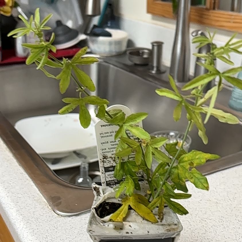 Photo of the plant species Passion Flower Vine by @FocusedLambsear named Becky’s blue/white passion flower on Greg, the plant care app