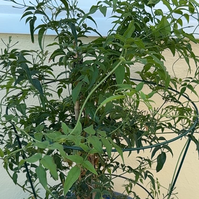 Photo of the plant species White Jasmine by @PreparedWoreya4 named Dax on Greg, the plant care app